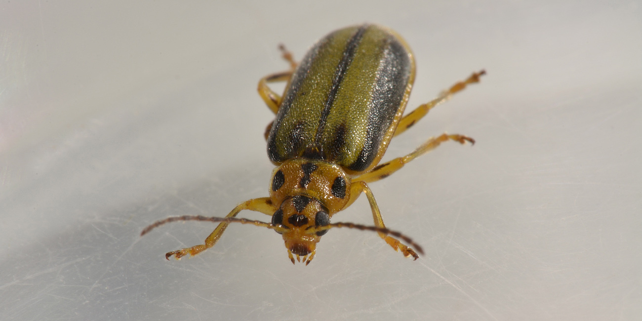 Chrysomelidae: Galerucella (Xanthogaleruca) luteola, ex Xanthogaleruca luteola